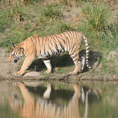 Tiger at the water