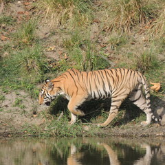 Obraz na płótnie Canvas Tiger at the water