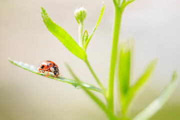 Ladybug or ladybird insect climbing