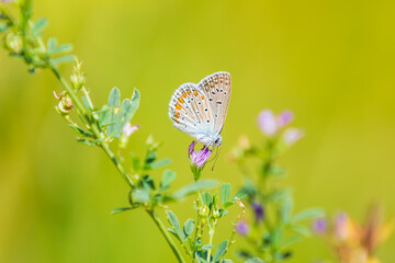 Adonis blue butterfly Polyommatus bellargus resting