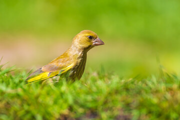 Greenfinch Chloris chloris bird perched