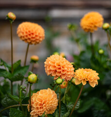 yellow spherical pion-shaped Pompom Dahlias, fresh blooming buds round flowers with rounded ends
