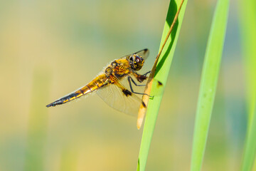 Close-up of a four-spotted chaser dragonfly insect, Libellula quadrimaculata
