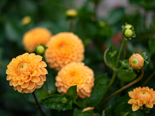 yellow spherical pion-shaped Pompom Dahlias, fresh blooming buds round flowers with rounded ends