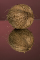 Large shaggy coconut isolated on a red mirror surface with reflection