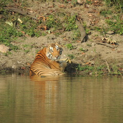 Tiger at the water