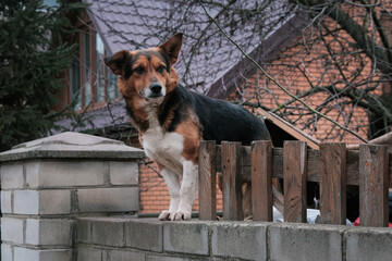 dog look at outside on the fence