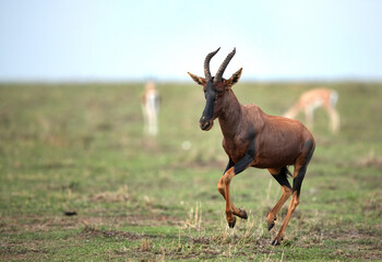 Coseup of Topi antelope, Masai Mara