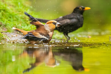 Closeup of a wet hawfinch male Coccothraustes coccothraustes and blackbird, Turdus merula washing preening and cleaning in water.