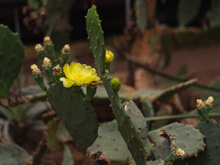 Blooming Cactus Opuntia decumben or Decumbens Cactus with a large yellow flower