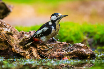 Closeup of a great spotted woodpecker (Dendrocopos major) perched in a forest
