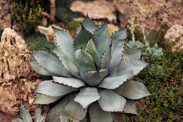 big healthy blue agave grows in the ground among cacti