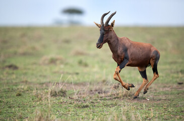 Topi antelope running in the grassland of Masai Mara