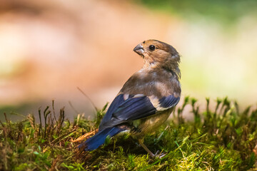 Closeup of a juvenile hawfinch Coccothraustes coccothraustes songbird perched in a forest.