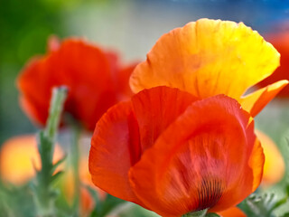 Beautiful macro of a single red isolated poppy flower