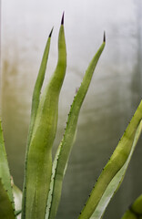 fresh juicy green leaves of Agave sebastiana in a clay pot on a window background