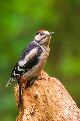 Closeup of a great spotted woodpecker (Dendrocopos major) perched in a forest