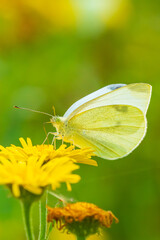 Pieris rapae small white butterfly pollinating on pink purple flowers