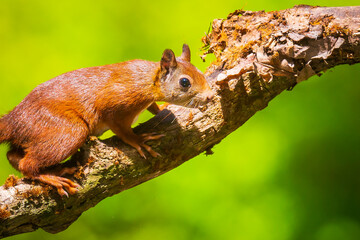 Curious Eurasian red squirrel, Sciurus vulgaris, running and jumping through trees in a forest