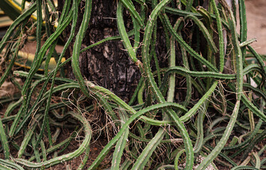 long green curly stems of cactus Selenicereus grandiflorus