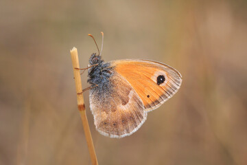 small heath butterfly (Coenonympha pamphilus) resting