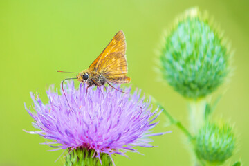 large skipper Ochlodes sylvanus butterfly feeding