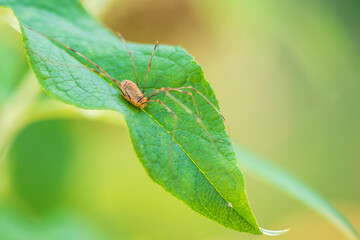 opilio canestrinii spider resting on a green leaf