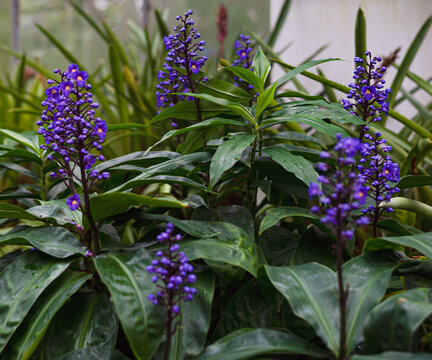 beautiful fresh blooming purple flowers of Dichorisandra thyrsiflora or blue ginge
