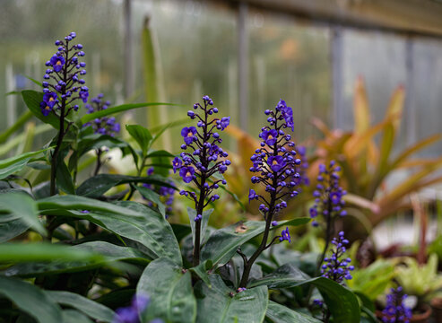 beautiful fresh blooming purple flowers of Dichorisandra thyrsiflora or blue ginge