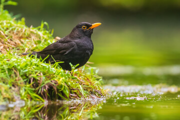 Blackbird male (turdus merula) standing in water