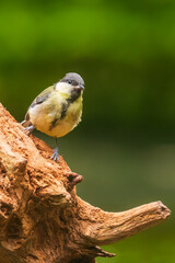 Great tit Parus major bird closeup