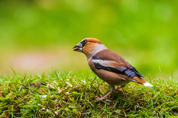Closeup of a male hawfinch Coccothraustes coccothraustes songbird perched in a forest.