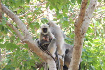 Cute Langur Mother and Baby