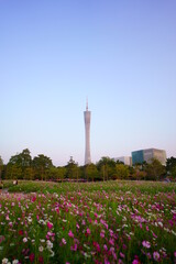 flower and canton tower, Er Sha Island,  Guangzhou, China.