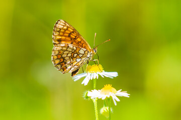 Melitaea deione provençal fritillary butterfly