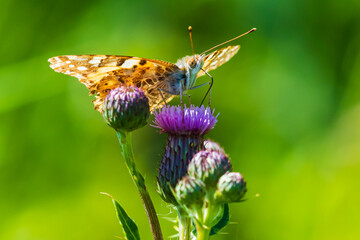 Painted Lady butterfly, vanessa cardu, feeding