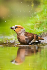 Closeup of a wet hawfinch, Coccothraustes coccothraustes washing, preening and cleaning in water.