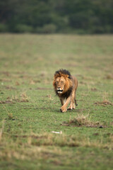 The lion king at Masai Mara