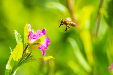 Fototapeta premium Honey bee Apis mellifera pollination on pink great hairy willowherb Epilobium hirsutum flowers