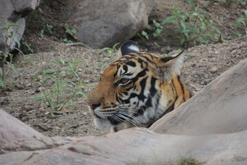 Tiger Face