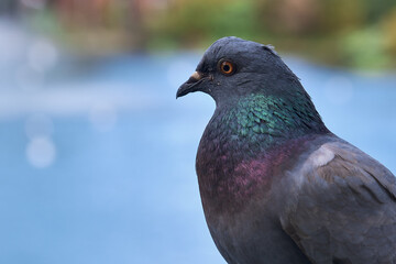 pigeon in the park