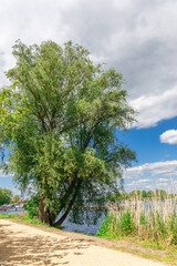 Fototapeta na wymiar Willow tree at the lake