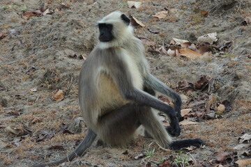 Very Funny Langur Monkeys