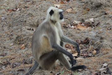 Very Funny Langur Monkeys
