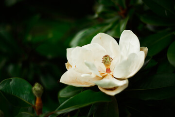 Beautiful big white rose waterlily flower in the park garden