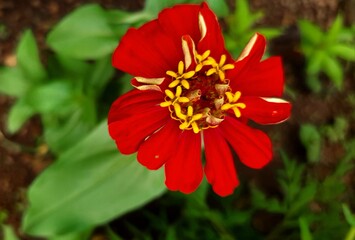 red zinnia flower