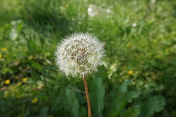 タンポポの綿毛
