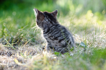 Naklejka na ściany i meble A small kitten is sitting on a green lawn in the grass with its back and looking back