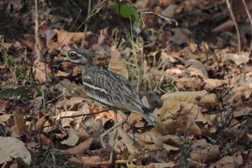 Indian Thick-knee