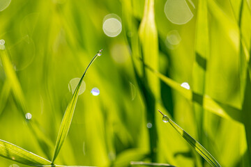 Drops of morning dew sparkle in the dawn sun on the leaves of bright green grass.
